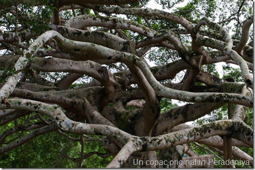 Un copac original in Peradeniya