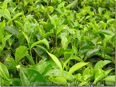 Frunzele renumitului ceai din Ceylon, Sri Lanka
